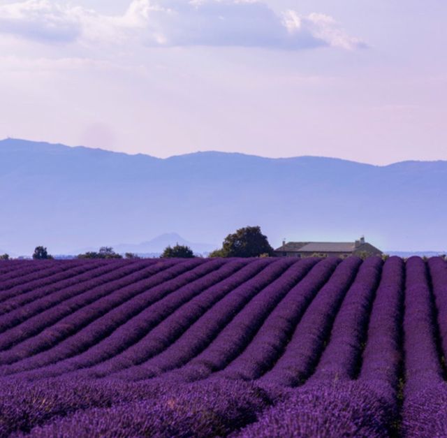 Lavender holds a prominent symbol for the south of France. In late June the vibrant hues of blooming lavender spread across the landscape and evoke a distinct sensory experience. 
Very much worth a visit! 

#southoffrance 
#provence 
#frenchriviera 
#lavender 
#lavenderfarm 
#bucketlist 
#nowisthetime